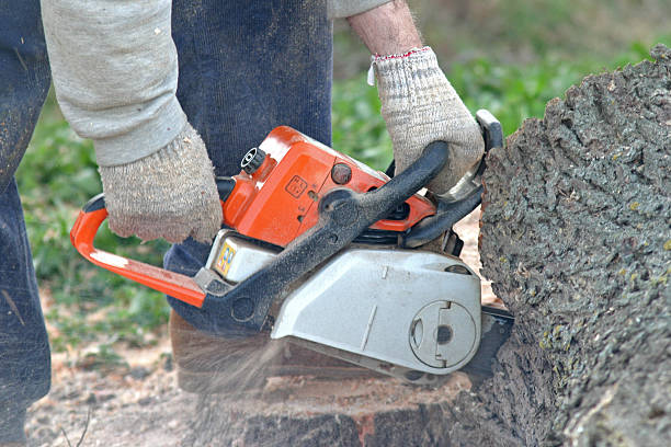 Best Seasonal Cleanup (Spring/Fall)  in Lynwood, IL